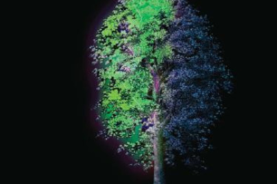 Nuit Blanche 2014 à Paris : le parcours 'A la lumière des arbres'