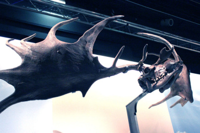 Préhistoire(s), l'enquête