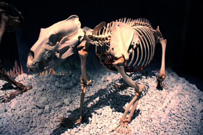 Préhistoire(s), l'enquête