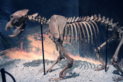 Préhistoire(s), l'enquête