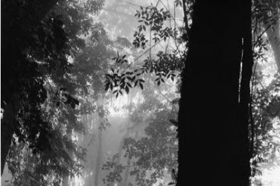 La(b) Galerie Artyfact présente l'exposition Nature(s)