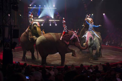 Cirque Arlette Gruss Paris 2014