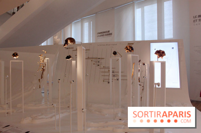 Le nouveau Musée de l'Homme 