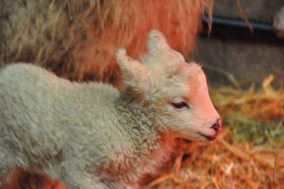 Le Puy du Fou au Salon International de l’Agriculture
