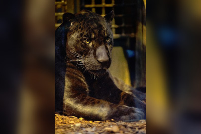 Les nouveaux félins de la Ménagerie