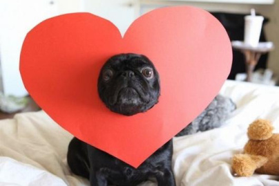 Les français préfèrent passer la Saint Valentin avec leur chien 