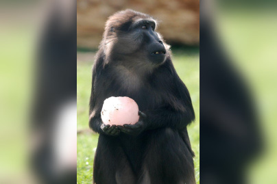 © Julie Platel / Parc et Château de Thoiry, chasse aux oeufs