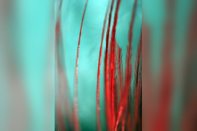 créateurs-Créatures