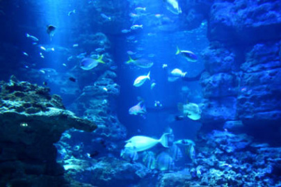 Plankton Invasion à l'Aquarium de Paris