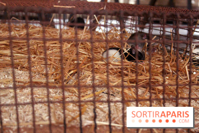 Jannis Kounellis à la Monnaie de Paris