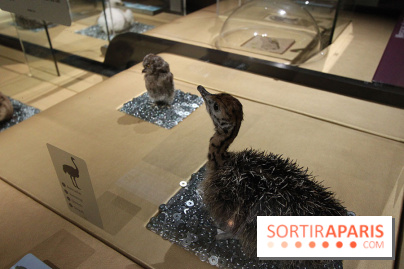 Exposition BéBés animaux à la Cité des Sciences, les photos