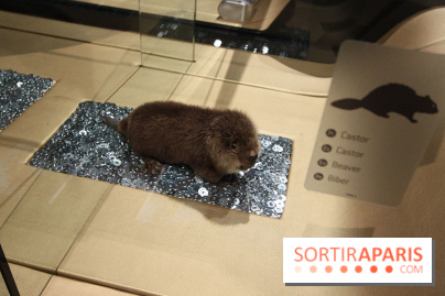 Exposition BéBés animaux à la Cité des Sciences, les photos