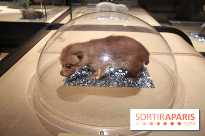 Exposition BéBés animaux à la Cité des Sciences, les photos