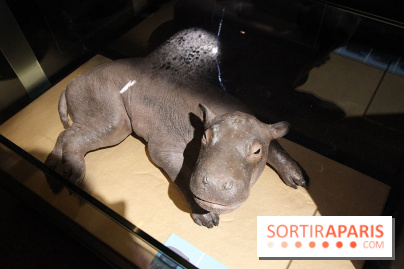 Exposition BéBés animaux à la Cité des Sciences, les photos