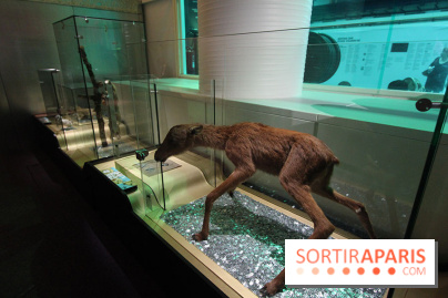 Exposition BéBés animaux à la Cité des Sciences, les photos