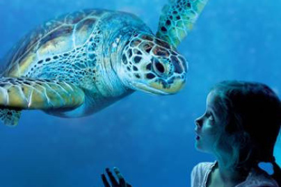 Seastars et Sea-nema à l'Aquarium Sea Life