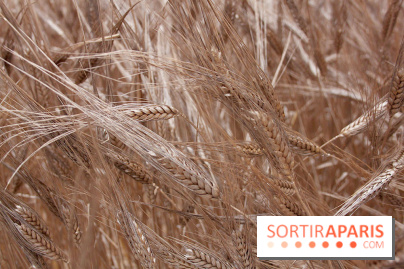 Gad Weil installe son Champ de Blés Place Vendôme