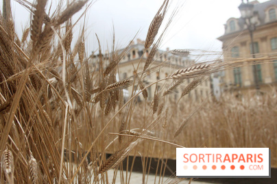 Gad Weil installe son Champ de Blés Place Vendôme