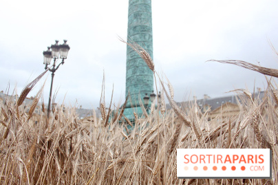 Gad Weil installe son Champ de Blés Place Vendôme