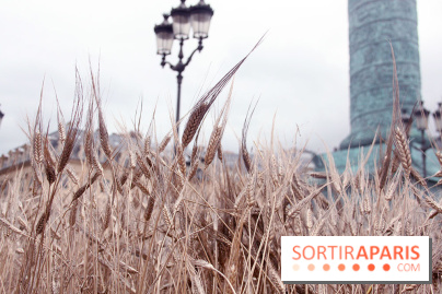 Gad Weil installe son Champ de Blés Place Vendôme