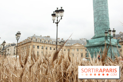 Gad Weil installe son Champ de Blés Place Vendôme