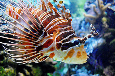 Au fond des océans, 40 ans d’exploration des fonds marins, l’Aquarium tropical du Palais de la Porte Dorée
