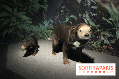 Espèces d'Ours, l'expo au Muséum National d'Histoire Naturelle