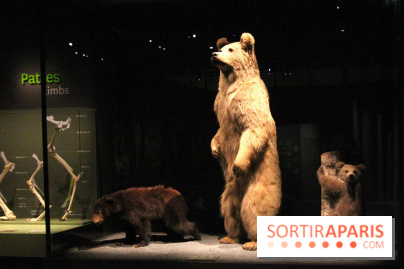 Espèces d'Ours, l'expo au Muséum National d'Histoire Naturelle