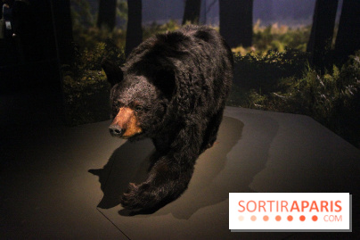 Espèces d'Ours, l'expo au Muséum National d'Histoire Naturelle