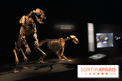 Espèces d'Ours, l'expo au Muséum National d'Histoire Naturelle