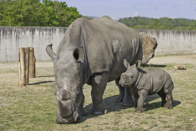 Le zoo de Thoiry accueille un nouveau rhinocéros !