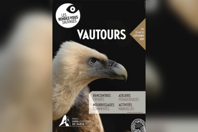 Rendez-vous sauvage avec les vautours au Parc zoologique de Paris