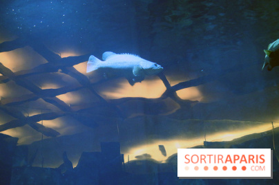 Aquarium de Paris Décembre 2016