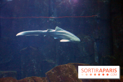 Aquarium de Paris Décembre 2016