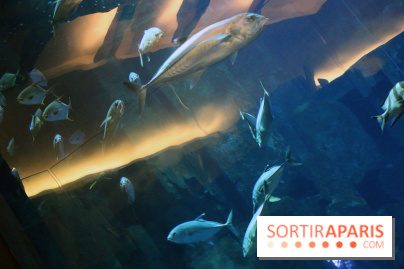 Aquarium de Paris Décembre 2016