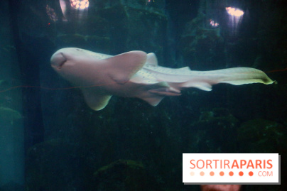 Aquarium de Paris Décembre 2016