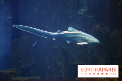 Aquarium de Paris Décembre 2016
