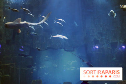 Aquarium de Paris Décembre 2016
