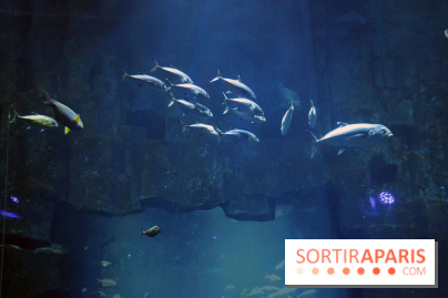 Aquarium de Paris Décembre 2016
