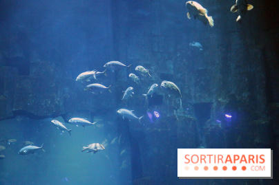 Aquarium de Paris Décembre 2016