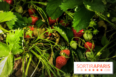 Cueillettes des fraises autour de Paris