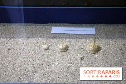 Zig & Sharko à l'aquarium de Paris