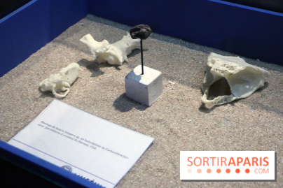 Zig & Sharko à l'aquarium de Paris