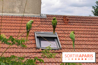 Le saviez-vous ? D'où viennent ces perruches vertes à Paris et en Île-de-France ?