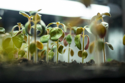 Herbarium, le premier concept-store botanique à découvrir en plein cœur du Marais