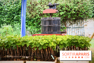 Domaine du bois brillant, la renaissance d'un vignoble historique en île-de-France