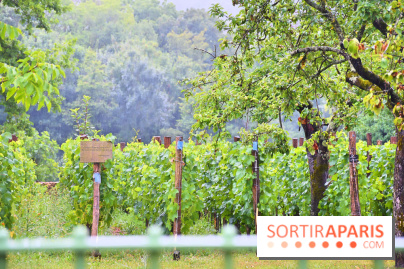 Domaine du bois brillant, la renaissance d'un vignoble historique en île-de-France