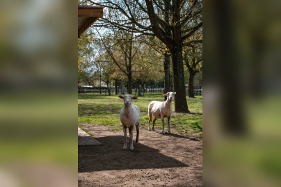 Rendez-Vous aux Jardins 2026 au parc des 33 hectares à Neuilly-sur-Marne