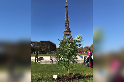 Du chanvre planté près des monuments les plus iconiques de la capitale