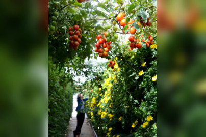 Jardin Perché du BHV Marais